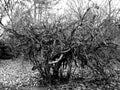 Tree branches tangle, black and white