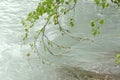 Tree branches touching and bent over by  the water  stream of a river with copy space for your text Royalty Free Stock Photo