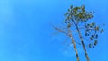Tree Branches And Twigs With Blue Sky Background, Copy Space For Text