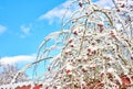 Tree branches and twigs covered in frozen snow in winter against blue sky with white fluffy rolling clouds from below Royalty Free Stock Photo