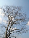 Tree With Branches And Twigs Without Leaves On A White Cloudy Blue Sky Background.