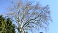 tree branches twigs sky blue trunk stem bole green sunshine shrubs Royalty Free Stock Photo