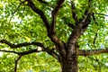 Tree branches under the forest canopy