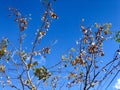 Tree branches under natural blue sky background in sunny day. Royalty Free Stock Photo
