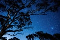 Tree branches under night sky Royalty Free Stock Photo