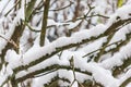 Tree branches under the snow, closeup. First snow. Soft focus, shallow depth of field Royalty Free Stock Photo