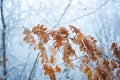 Tree branches under the snow, frosty day. Beautiful branch with orange and yellow dry leaves in winter under the snow Royalty Free Stock Photo