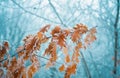 Tree branches under the snow, frosty day. Beautiful branch with orange and yellow dry leaves in winter under the snow Royalty Free Stock Photo