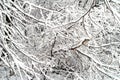 Tree branches under the snow