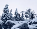 tree branches under snow. Ural peak Royalty Free Stock Photo