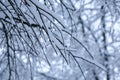 Tree branches under snow in winter Royalty Free Stock Photo