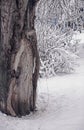 Tree branches under snow in winter Royalty Free Stock Photo