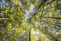 Tree branches view from below.green forest Royalty Free Stock Photo