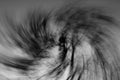 Tree branches vortex, black and white Royalty Free Stock Photo