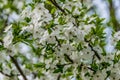 Flowering of tree branches closeup Royalty Free Stock Photo