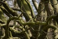 Tree Branches Winter Leafes Closeup Forest Nature Royalty Free Stock Photo