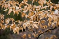 Tree Branches Winter Leafes Closeup Forest Nature Royalty Free Stock Photo