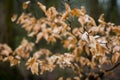 Tree Branches Winter Leafes Closeup Forest Nature Royalty Free Stock Photo