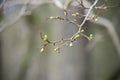 Tree Branches Winter Leafes Closeup Forest Nature Royalty Free Stock Photo