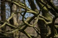 Tree Branches Winter Leafes Closeup Forest Nature Royalty Free Stock Photo