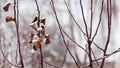 Tree branches with withered leaves in winter in the garden on a blurred background
