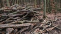 Tree Branches and Wood Shavings Scobs in Forest Destroyed by Lumberjack Industrial Deforestation Clearance Site