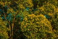 Tree branches with yellow flowers on a farm