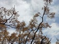 Tree branches with yellow leaves against a blue sky with big clouds Royalty Free Stock Photo