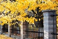 Tree branches with yellow leaves and metal fence Royalty Free Stock Photo