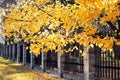 Tree branches with yellow leaves and metal fence Royalty Free Stock Photo