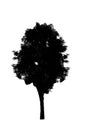 Shadow Tree branching isolated backdrop clipingpart