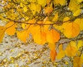 Tree branchs with autumn leaves with yellow leaves laying on the ground