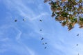 Tree branchs and blue sky Royalty Free Stock Photo