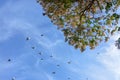 Tree branchs and blue sky Royalty Free Stock Photo