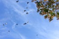 Tree branchs and blue sky Royalty Free Stock Photo