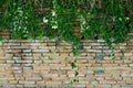 Tree with brick wall background Royalty Free Stock Photo