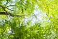 Tree with bright, fresh, lush foliage. Green forest against blue sky, outdoors, bottom view background