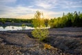 A tree with bright green foliage against an eroded land background at sunset. Smooth lake surface with clouds and sky and birches