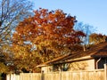 Tree with bright orange Fall colours in neighbourhood