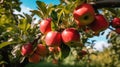 Tree Full of Red Apples