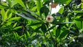 The tree that brings fortune in Buddhism is called the luck tree. Royalty Free Stock Photo