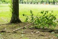 Tree with broken branches fallen on the ground Royalty Free Stock Photo