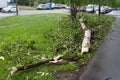 Tree broken by a hurricane and cars in Moscow