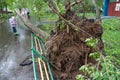 Tree broken by a hurricane and little girl in Moscow