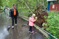 Tree broken by a hurricane, man and girl in Moscow