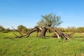 Tree, broken by lightning