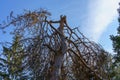 A tree with a broken off top. Fallen branch. Background with copy space for text Royalty Free Stock Photo