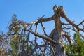 A tree with a broken off top. Fallen branch. Background with copy space for text Royalty Free Stock Photo