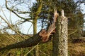 Tree broken in storm