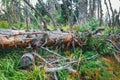 Tree broken by a strong wind